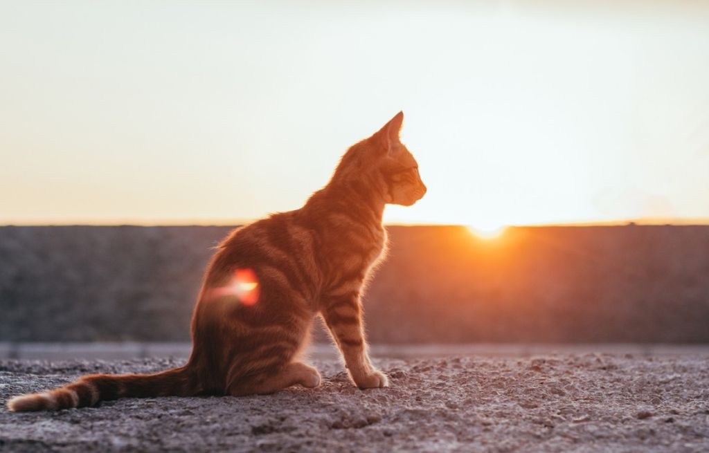 chat au soleil couchant