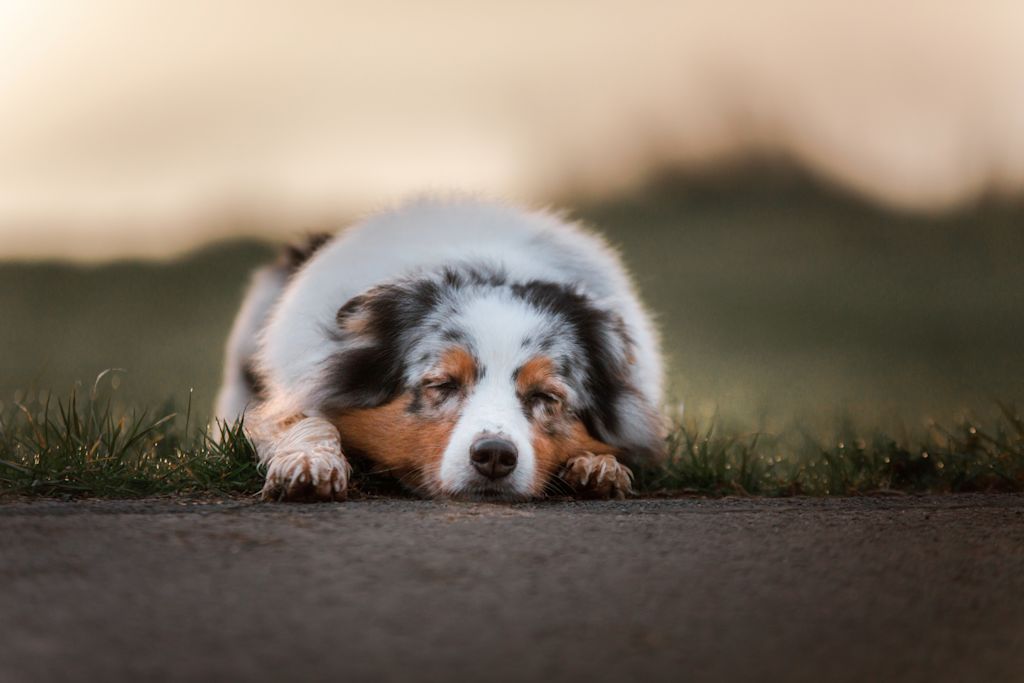 chien couché au soleil