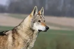 Santevet_-_chien_loup_tcheque_test_maladie_genetique_laboratoire_Antagene_DR