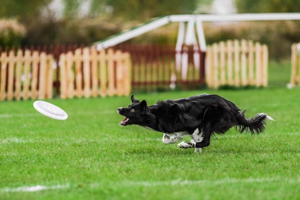 SV - border collie activité