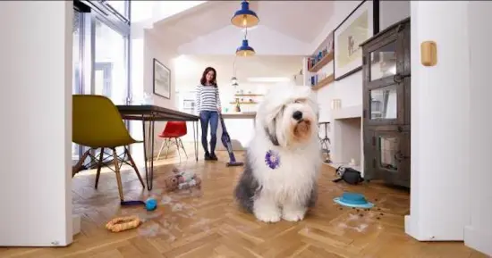 Dyson pense entretien du chien et… maison plus saine - Soins et entretien -  Chien - Santévet