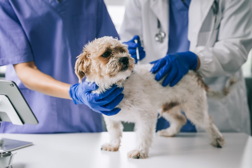 Causas de la diarrea en perros