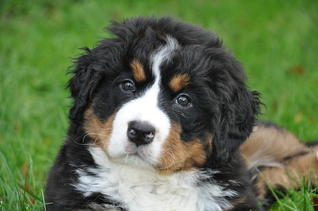 berner sennenhund welpe