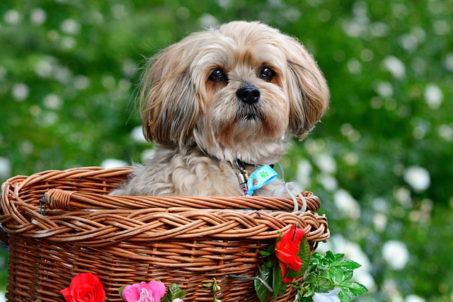 chien chinois lhassa-apso