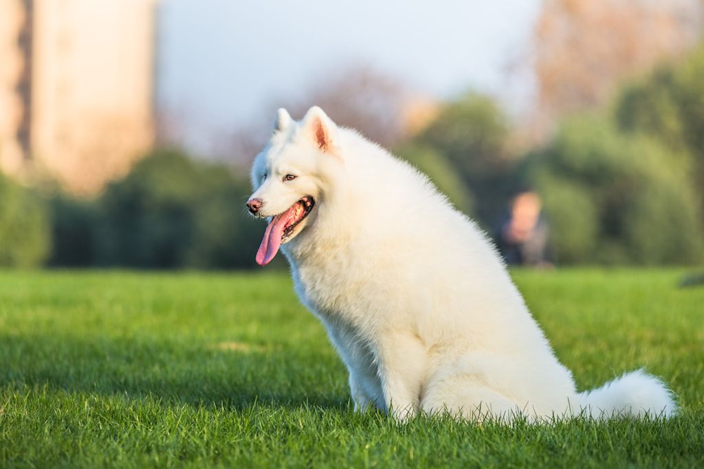 eurasier