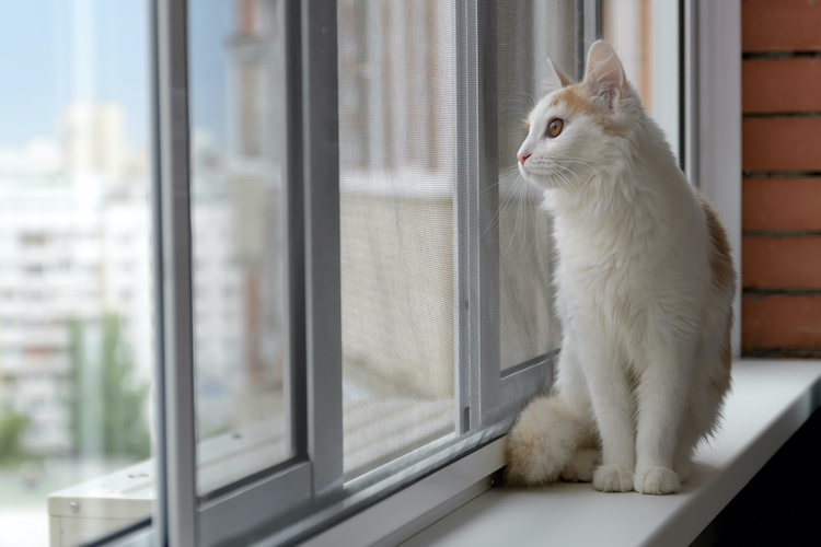 Chat d'intérieur ou « d'extérieur » : quelles différences - Santévet