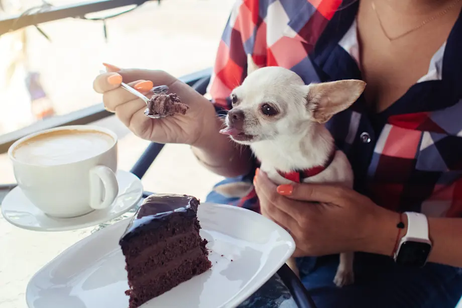Chien qui mange du chocolat