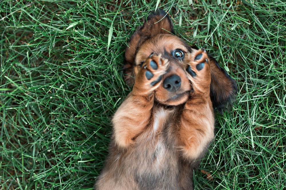 Puppy ligt in gras