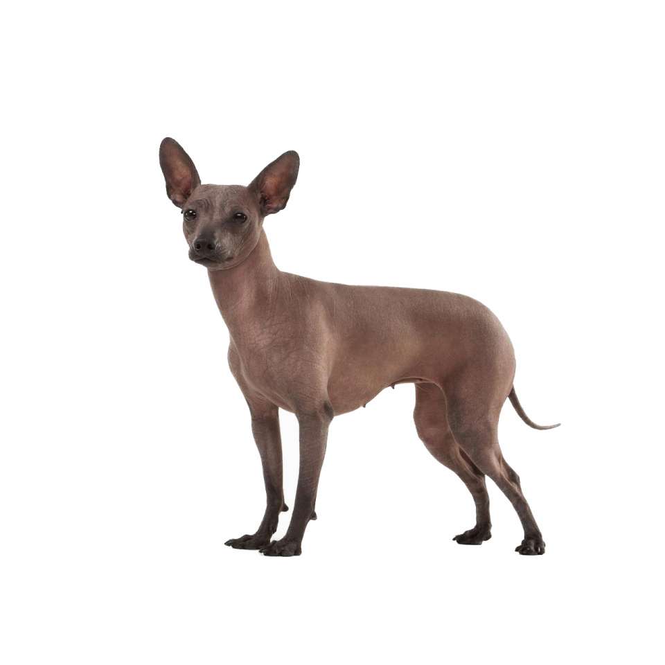 CHIEN NU DU MEXIQUE.jpg