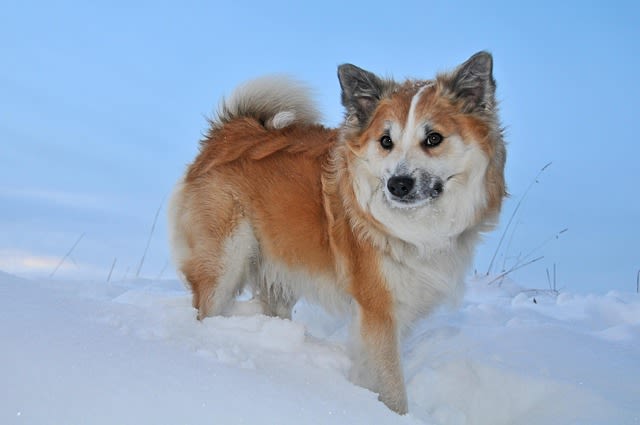 Iceland dog