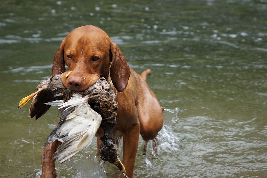 chien de chasse