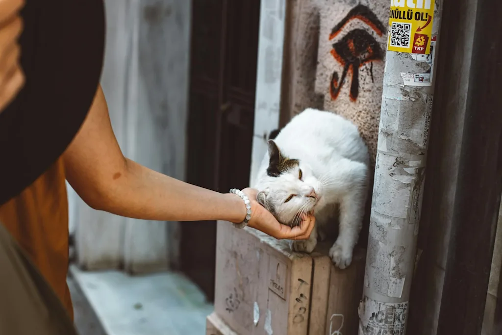 femme caresse chat