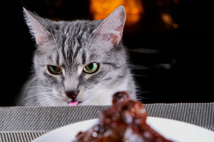 aliments toxiques le chat