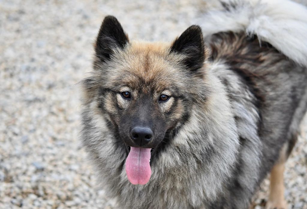 Eurasier qui tire la langue