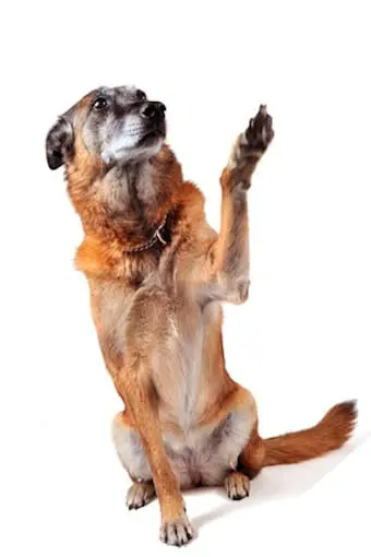 Conseil Vétérinaire - Blog - Connaissez-vous bien le fonctionnement de l' arthrose sur votre chien ?