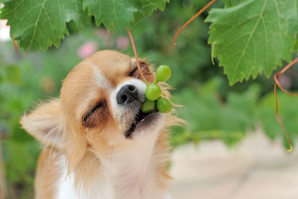 Fruit toxique pour les chiens