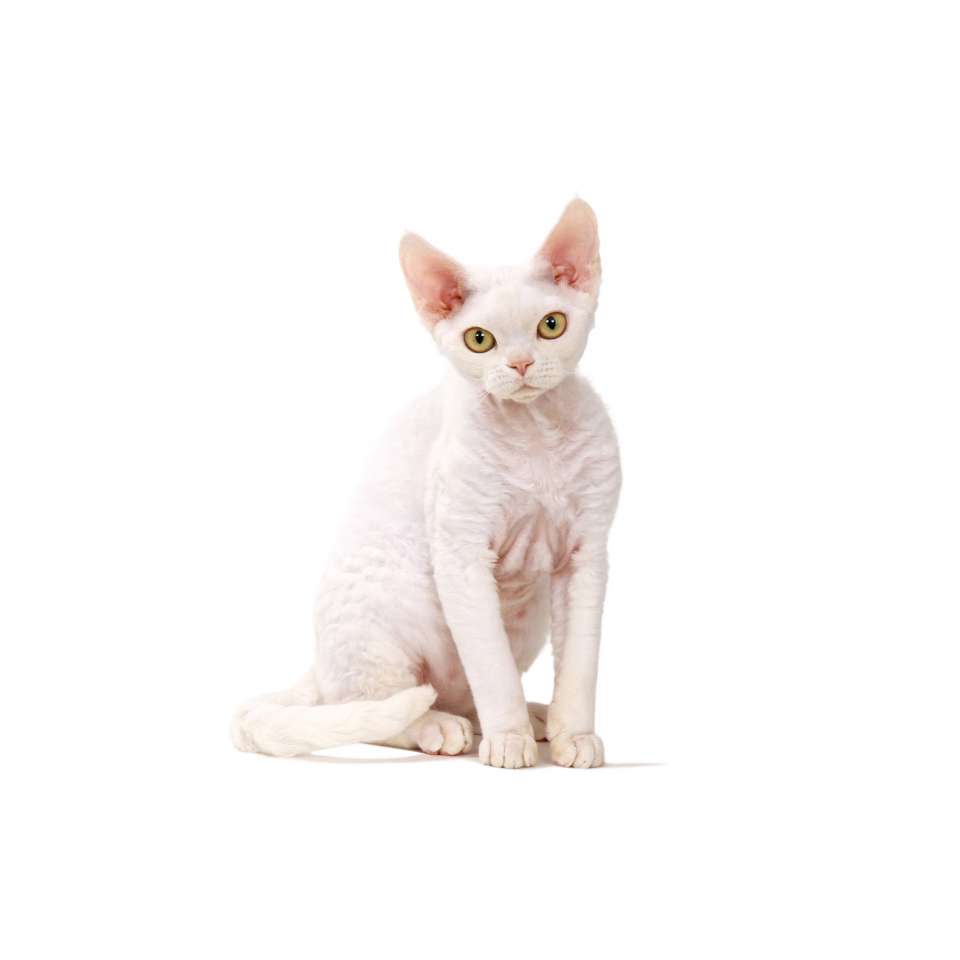 devon rex