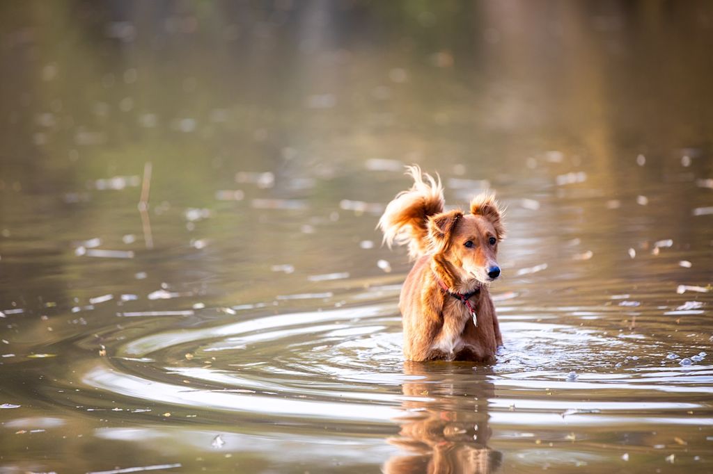 chien eau