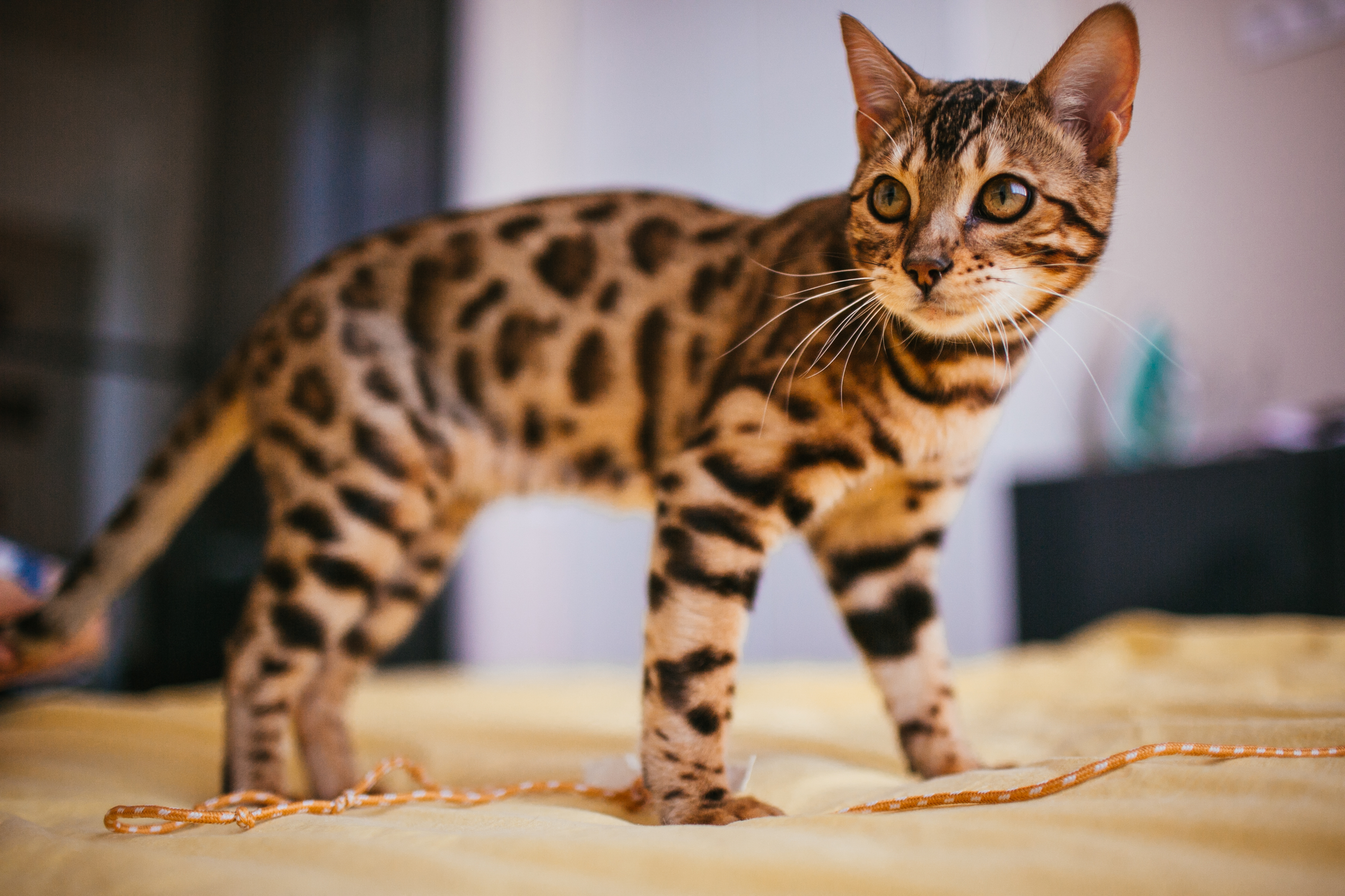 Chats Domestiques Rares
