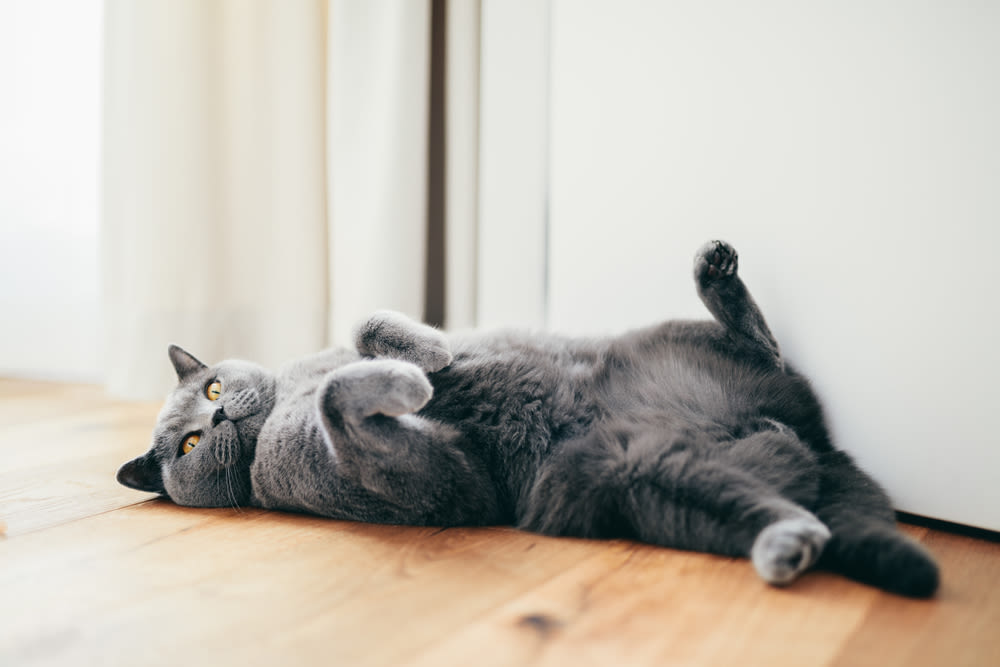 Gatto British disteso