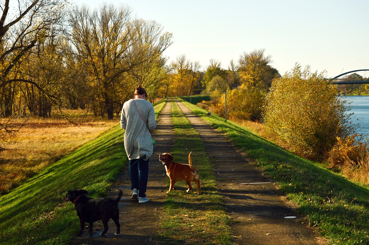 Chiens qui se baladent.