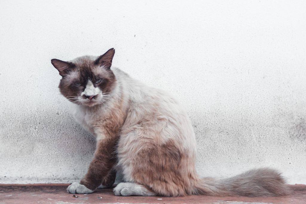 Queue cassée du chat