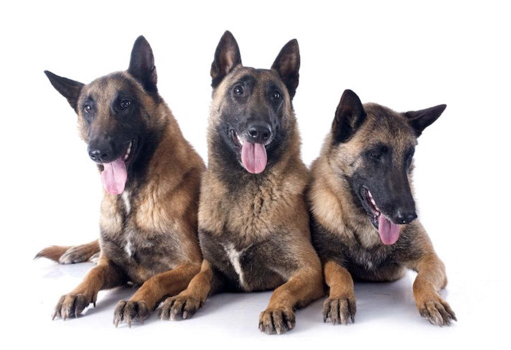 chien_malinois_berger_belge