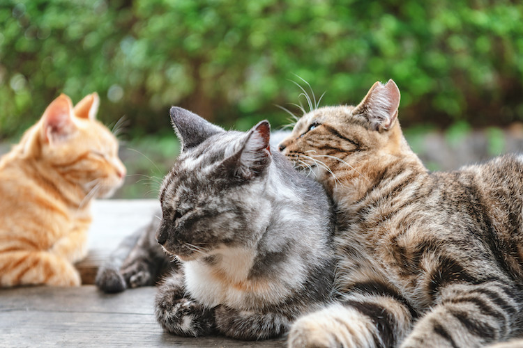 transmission conjonctivite chez le chat