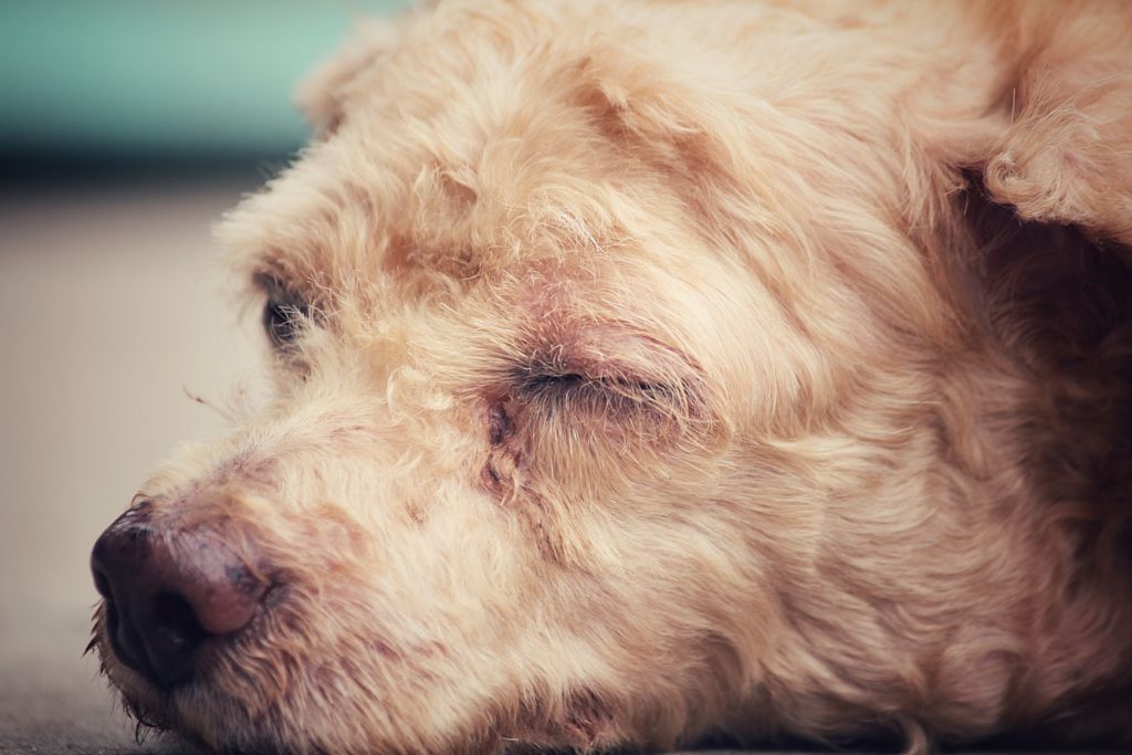 Dermatite_atopique_terrier