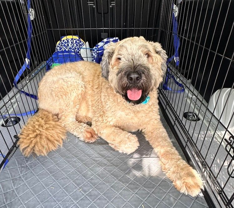 chien taxi animalier