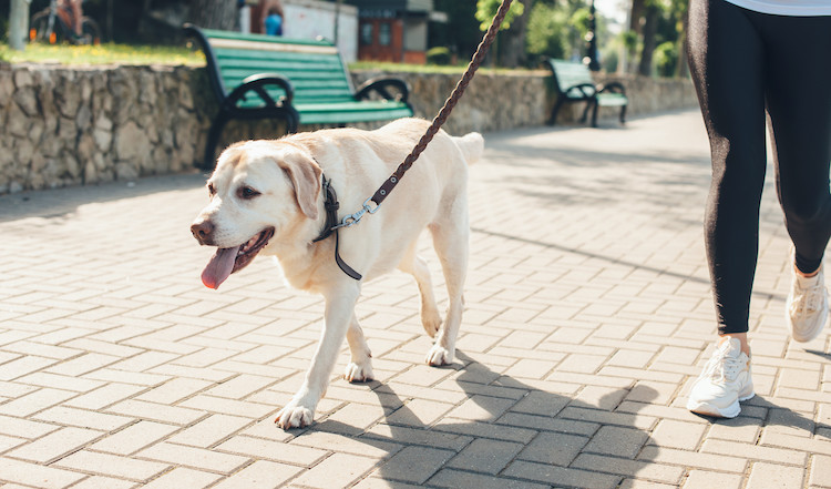 douleur fracture patte chien