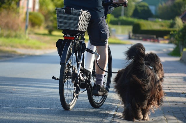mon chien en vacances