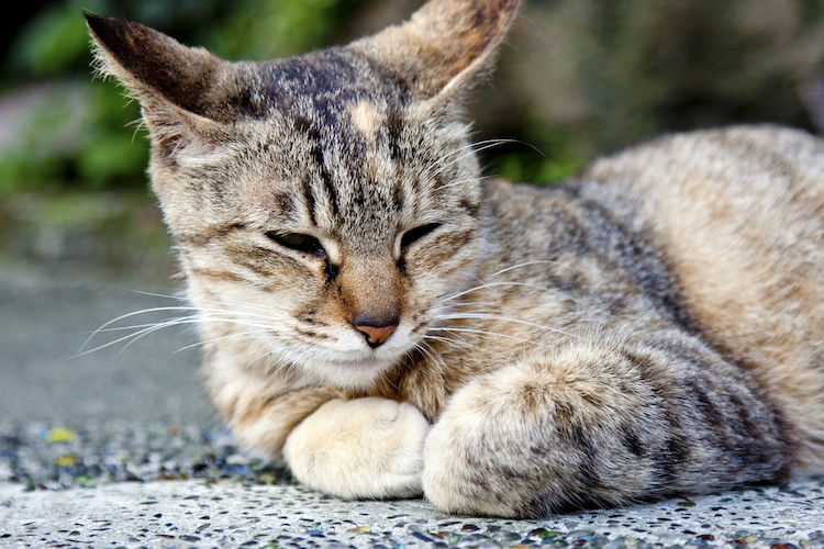 chat âgé et cancer