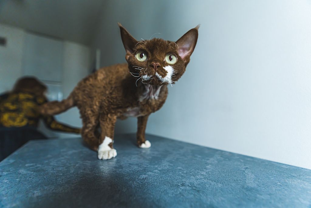 Devon Rex de face