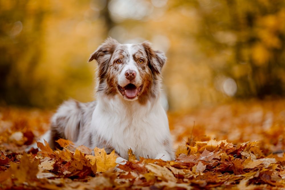 Red merle