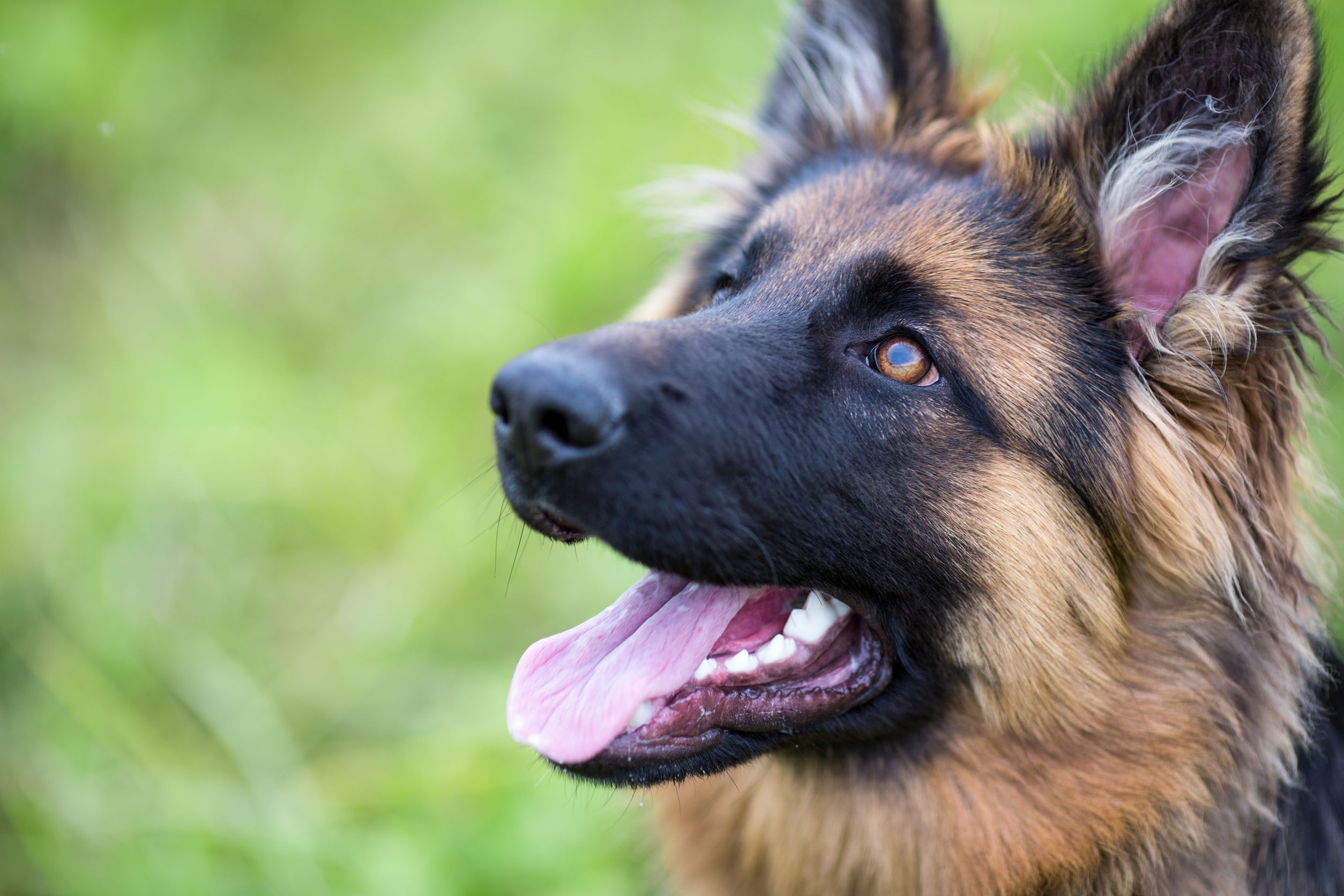 Le Chien de Berger Allemand