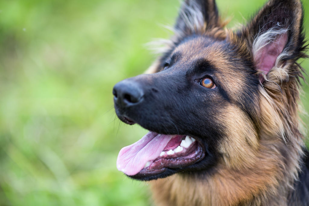 Race de chien : Berger allemand