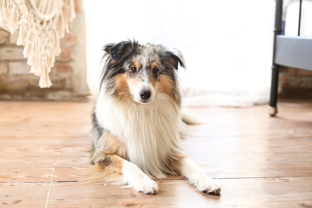 Shetland Sheepdog rust op houten vloer