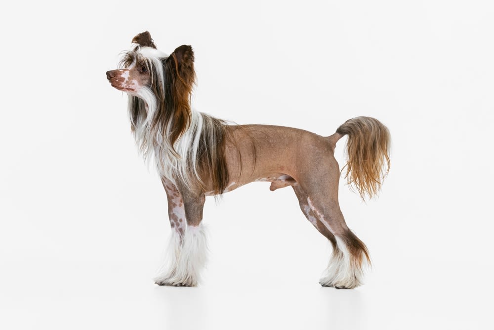 Vrouw met hond in woonkamer