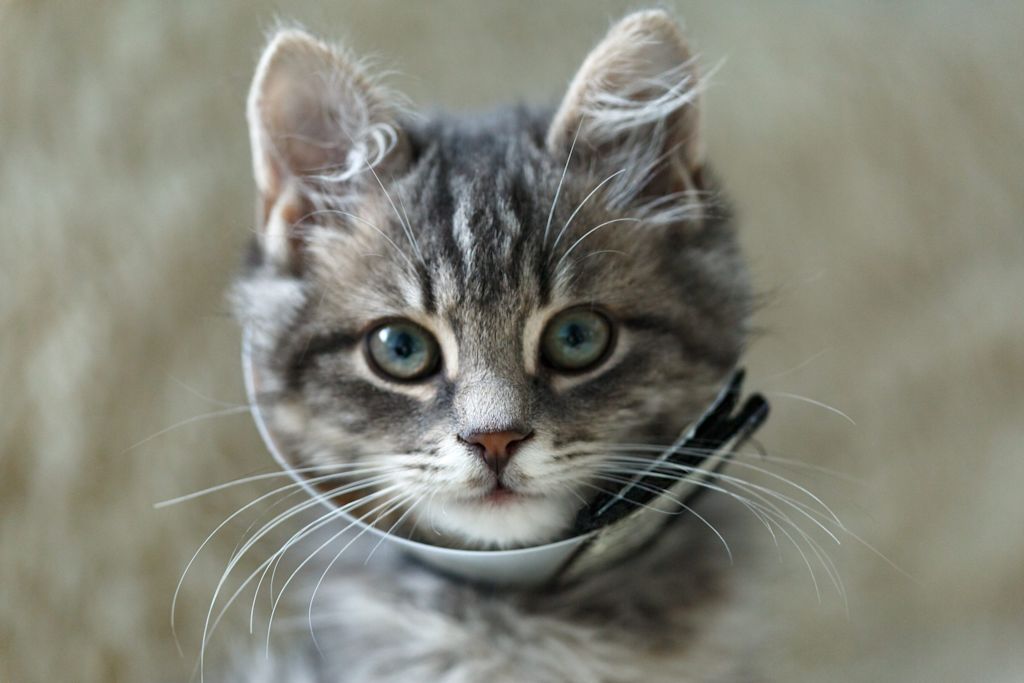 chaton avec une collerette
