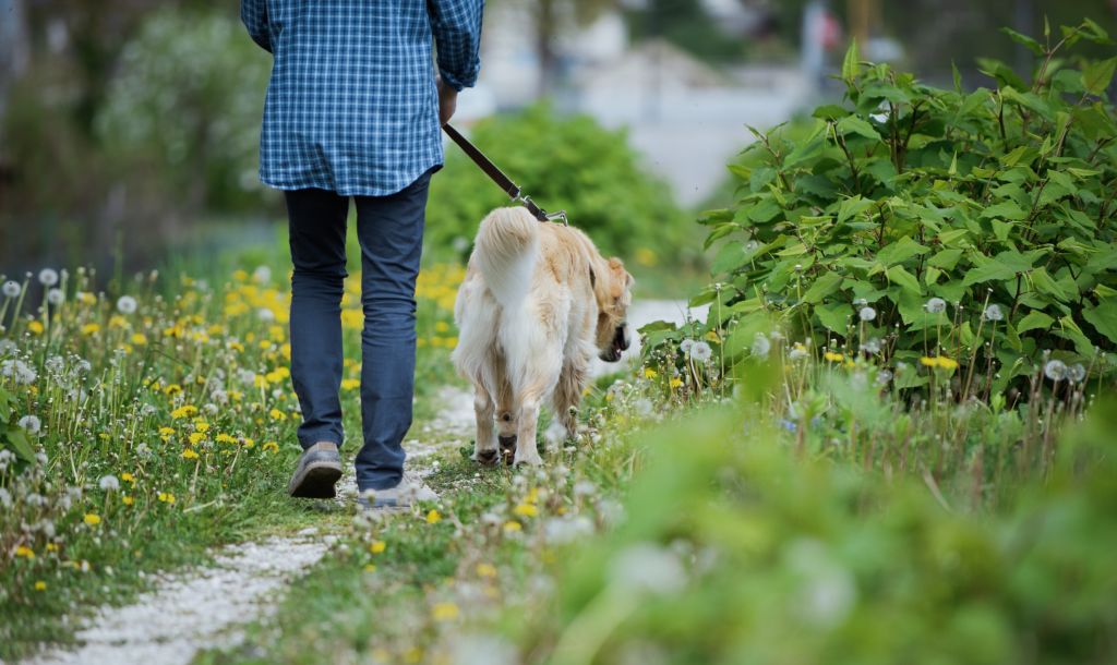 donna a passeggio con il cane