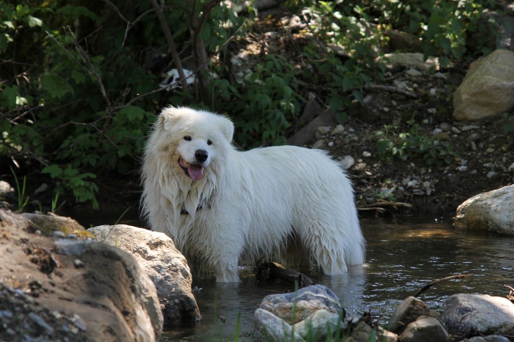 samoyede nature