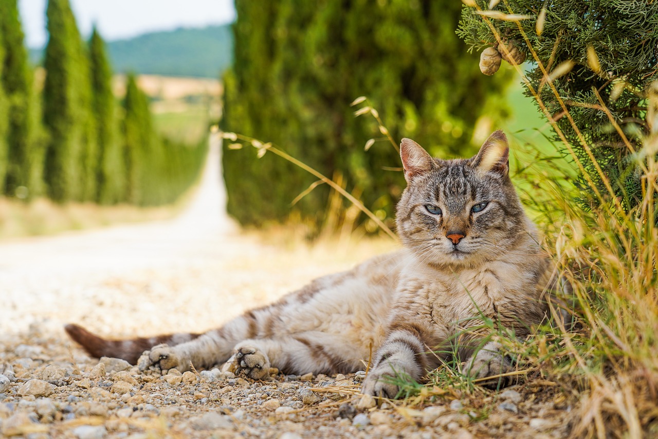 Chat couché