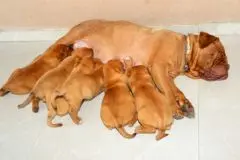 Les premiers jours du chiot : une période parfois délicate - Maladies et prévention - Chien