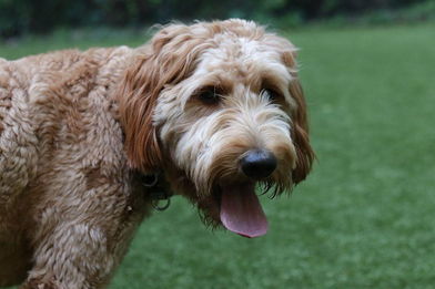 Goldendoodle 3