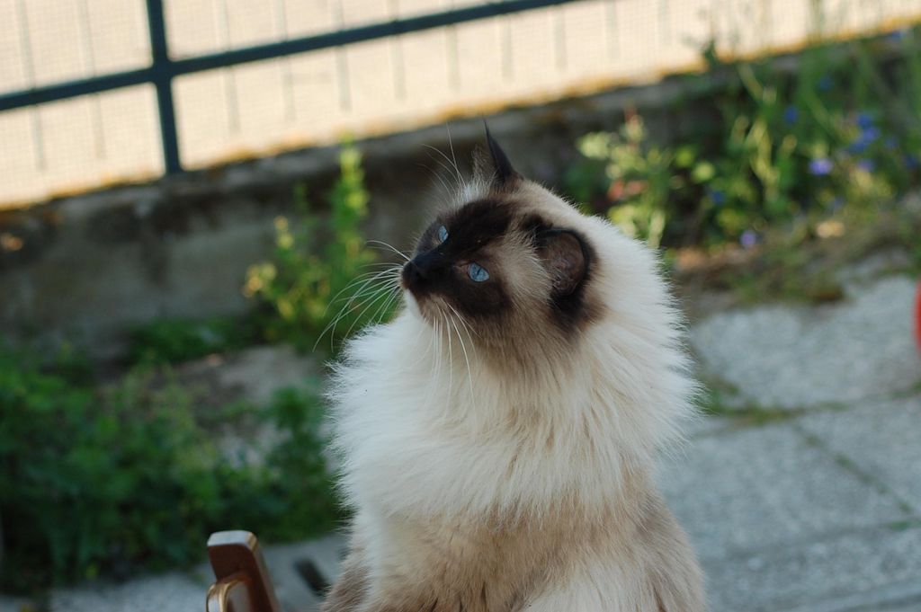 chat ragdoll nature