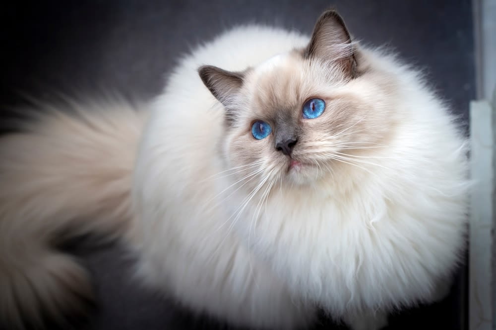 Wasseraufnahme beugt Struvitsteinen bei Katzen vor