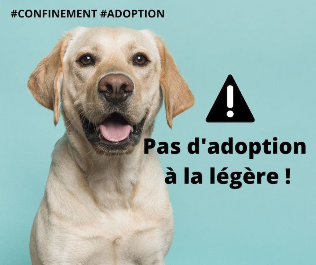 adoption_covid_19