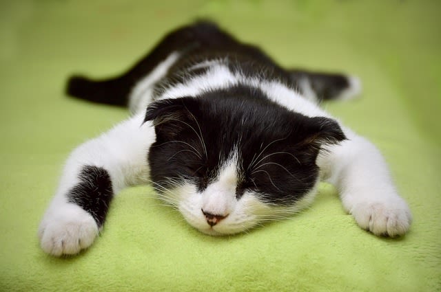 Chat mourant