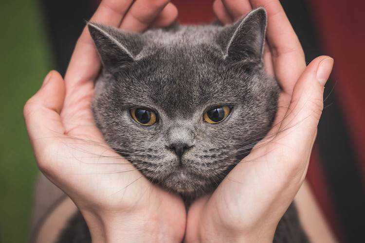 chat amoureux